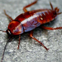 Cockroach Treatment